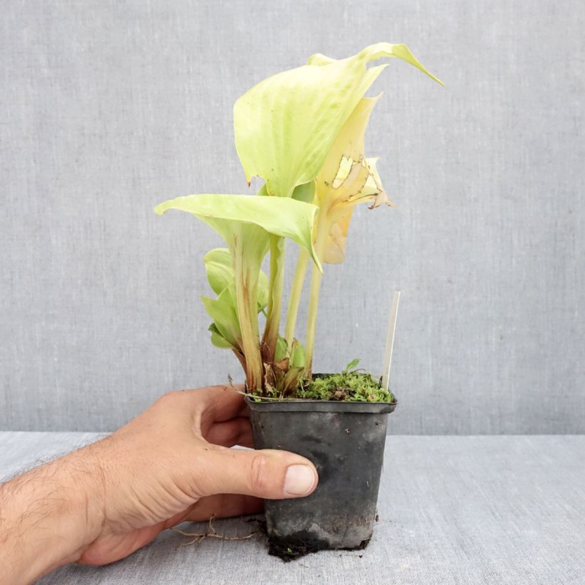 Ejemplar de Hosta Sum of All Maceta de 8/9 cm entregado en otoño