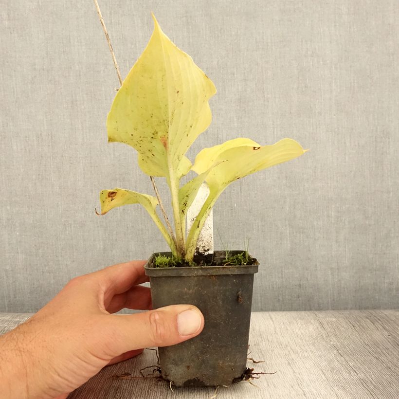 Ejemplar de Hosta Sum of All Maceta de 8/9 cm entregado en verano