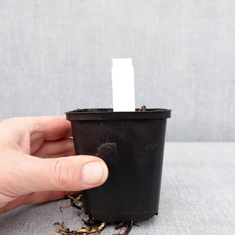 Hosta Sum of All Maceta de 8/9 cm Ejemplar entregado en invierno