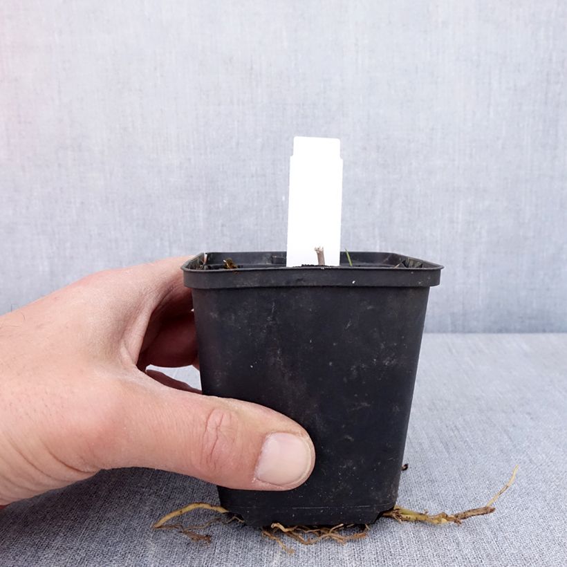 Hosta Sum of All Maceta de 8/9 cm Ejemplar entregado en la primavera