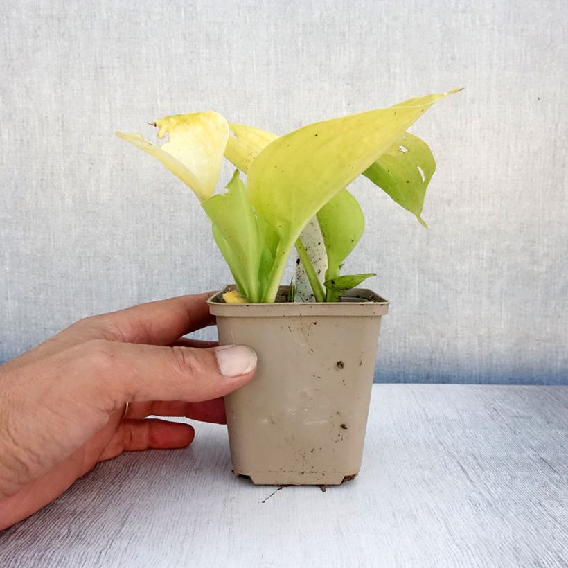 Ejemplar de Hosta Summer Breeze Maceta de 8/9 cm entregado en verano