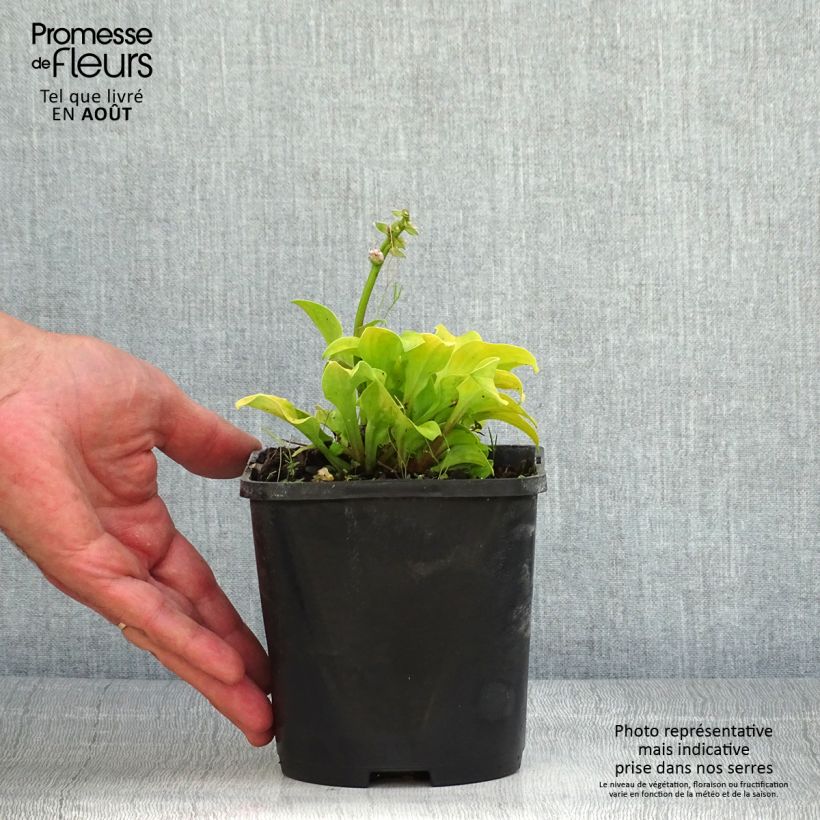 Ejemplar de Hosta Sun Mouse Maceta 1,5L/2L entregado en verano