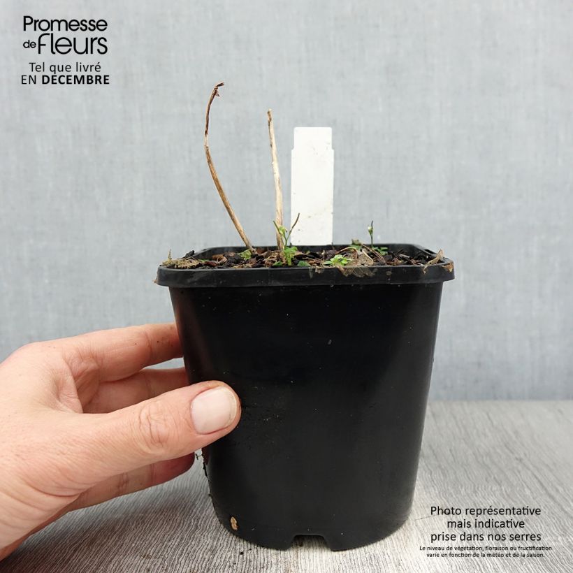 Hosta Sun Mouse Maceta 1,5L/2L Ejemplar entregado en invierno