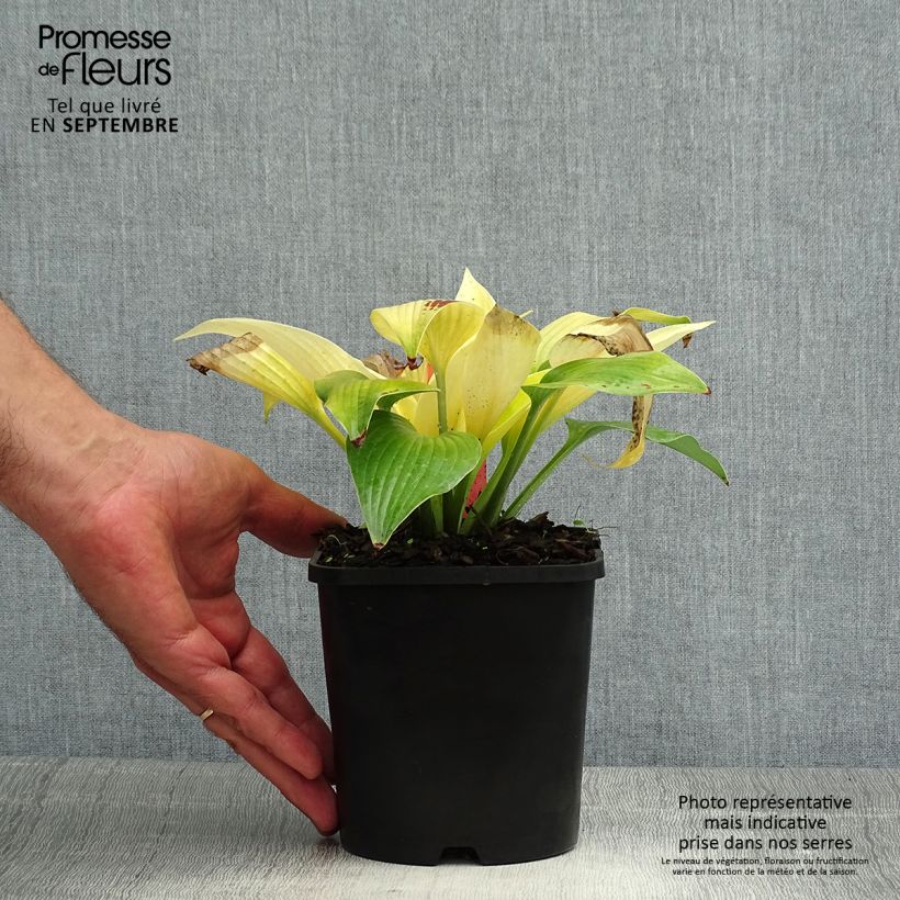 Ejemplar de Hosta Sunny Halcyon Maceta 1,5L/2L entregado en verano