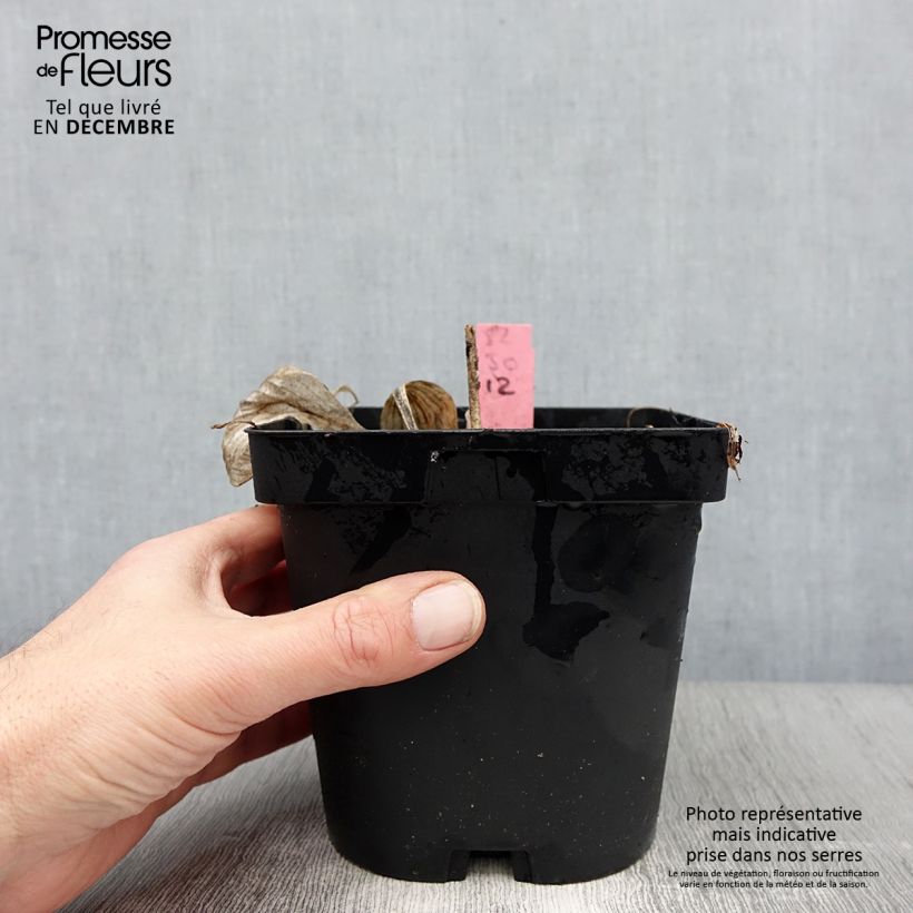 Hosta Sunny Halcyon Maceta 1,5L/2L Ejemplar entregado en invierno