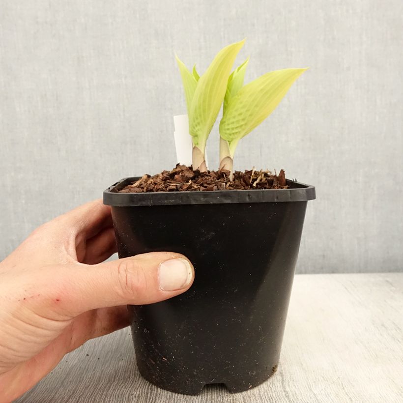 Hosta Sunny Halcyon Maceta 1,5L/2L Ejemplar entregado en la primavera