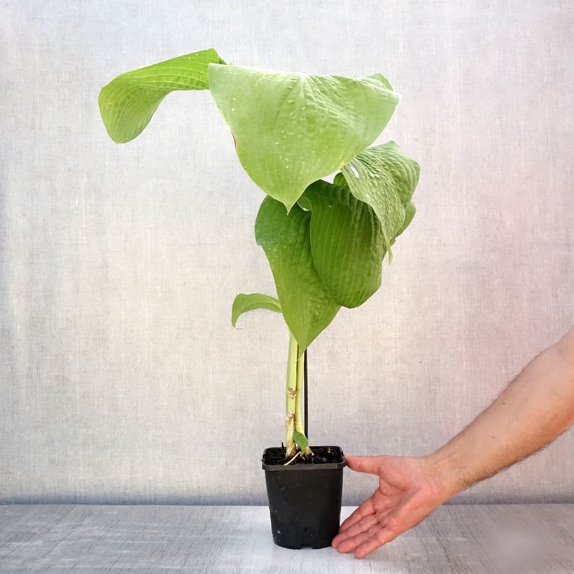 Ejemplar de Hosta T Rex Maceta 1,5L/2L entregado en verano