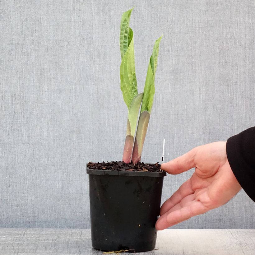 Hosta T Rex Maceta 1,5L/2L Ejemplar entregado en la primavera