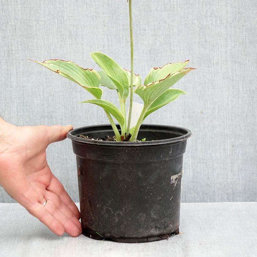 Ejemplar de Hosta tardiana El Niño Maceta 2L/3L entregado en otoño