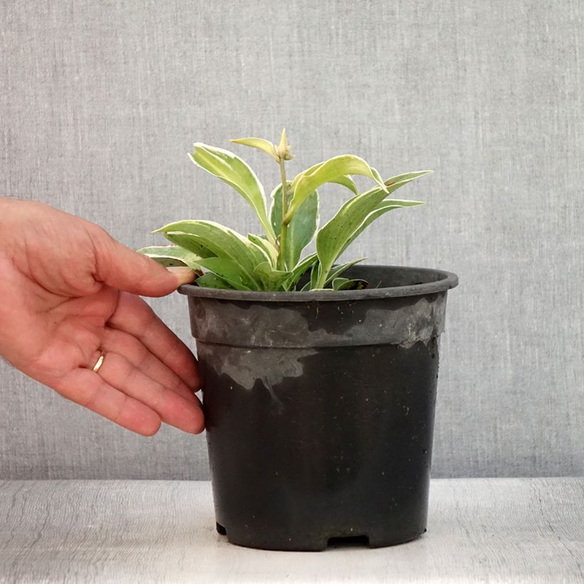 Ejemplar de Hosta tardiana El Niño Maceta 2L/3L entregado en verano