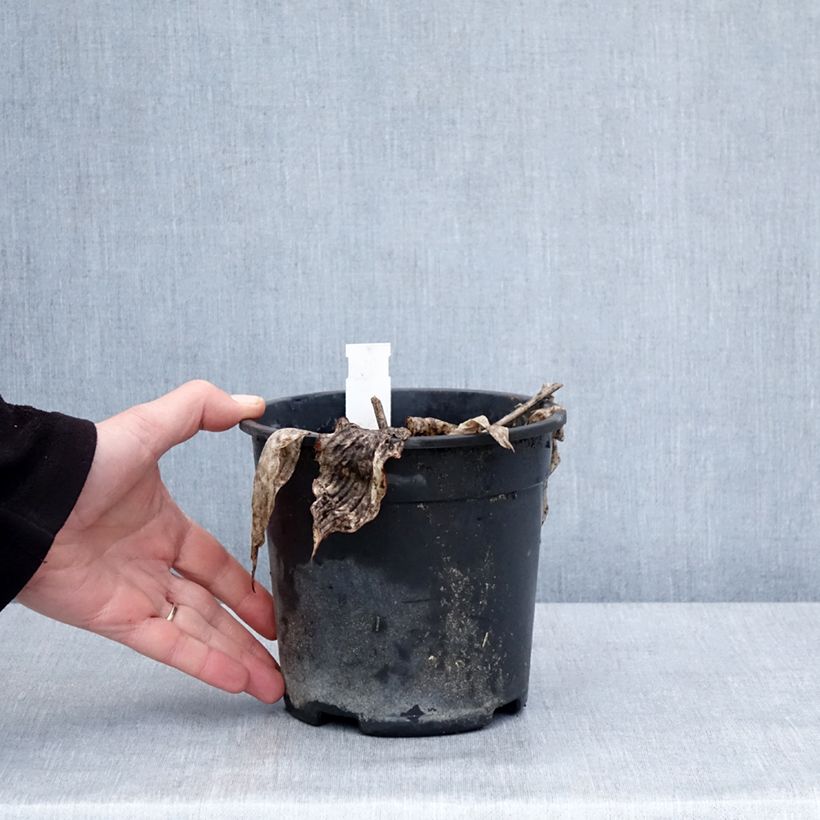 Hosta tardiana El Niño Maceta 2L/3L Ejemplar entregado en invierno