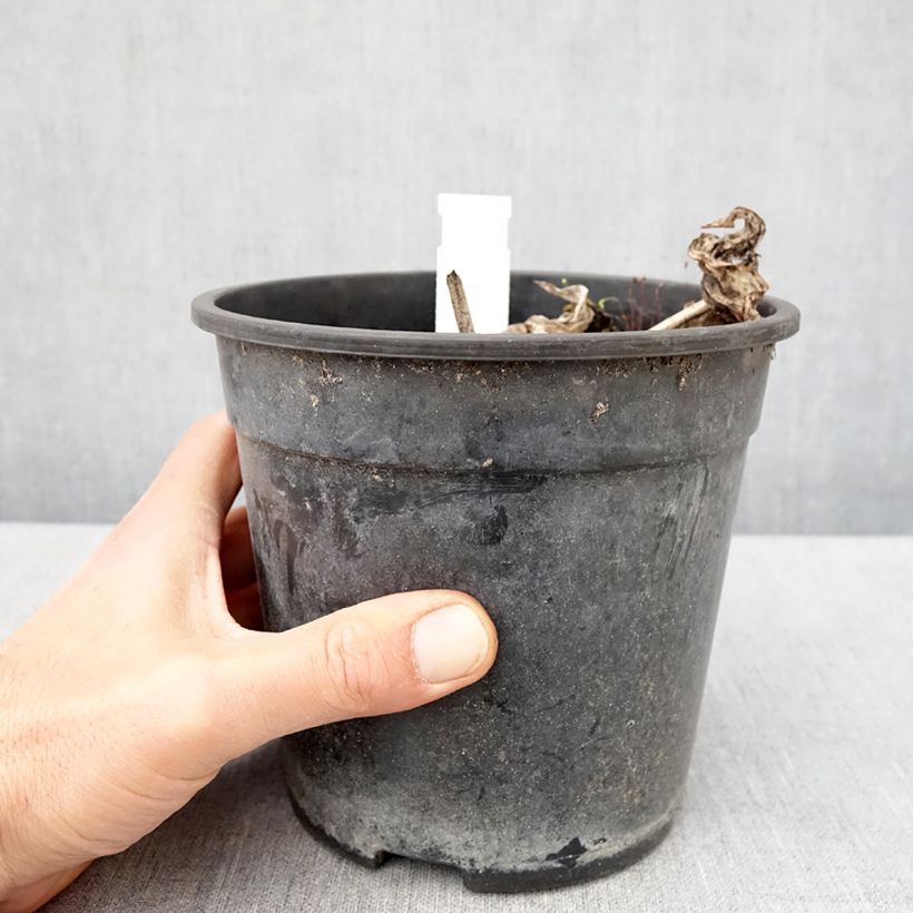 Hosta tardiana El Niño Maceta 2L/3L Ejemplar entregado en la primavera