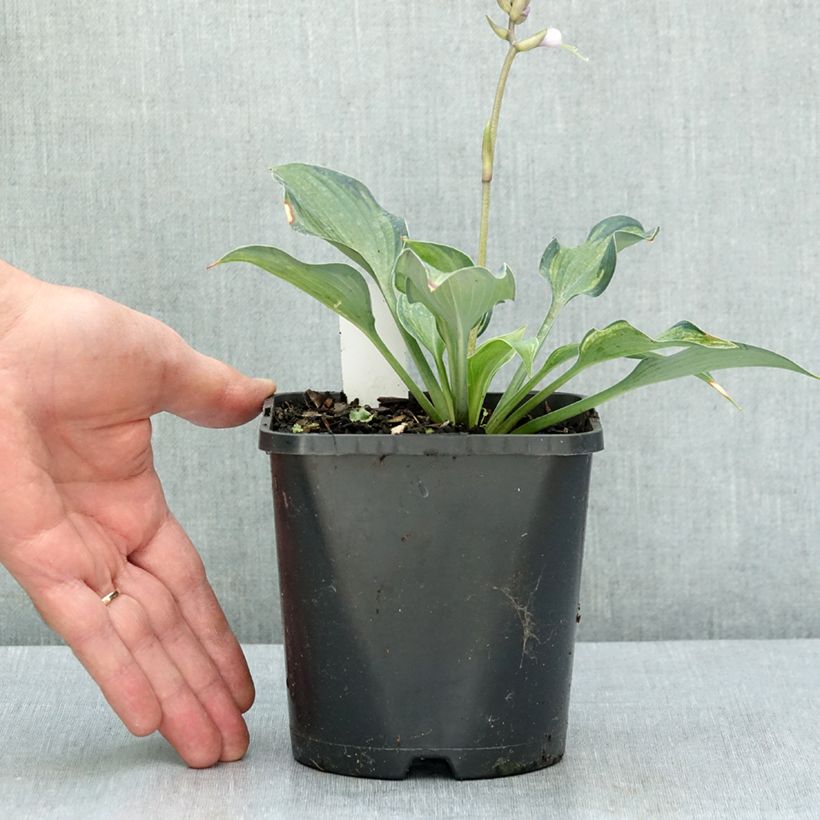 Ejemplar de Hosta Teacher's Pride Pot de 1,5L/2L entregado en verano