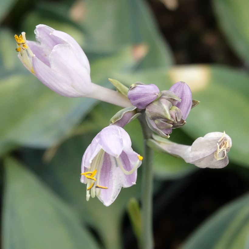 Hosta Teacher's Pride (Floración)