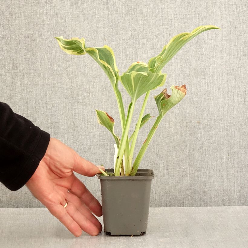 Ejemplar de Hosta The King Maceta de 8/9 cm entregado en otoño