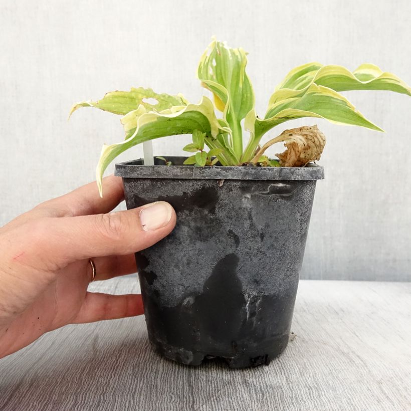 Ejemplar de Hosta The King Maceta 1,5L/2L entregado en otoño