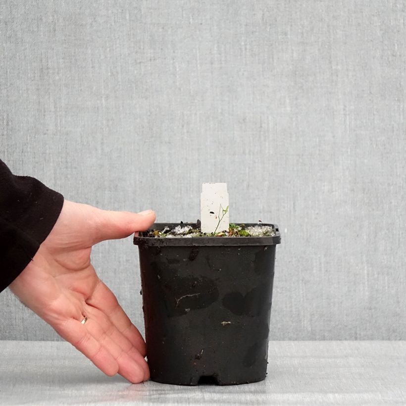 Hosta The King Maceta 1,5L/2L Ejemplar entregado en invierno