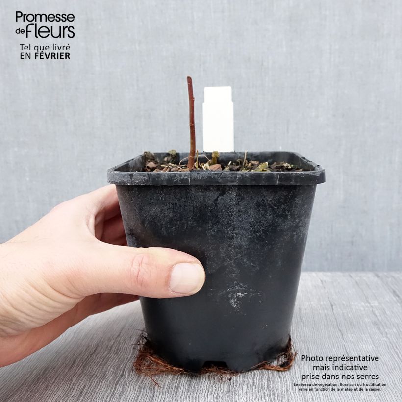 Hosta Timeless Beauty Maceta 1,5L/2L Ejemplar entregado en invierno