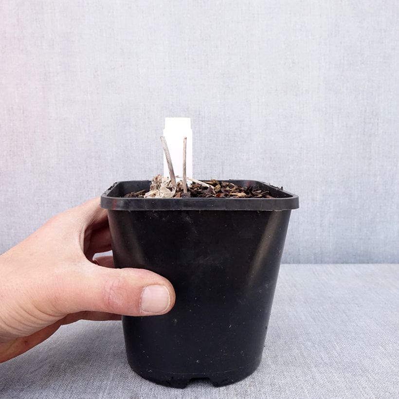 Hosta Timeless Beauty Maceta 1,5L/2L Ejemplar entregado en la primavera