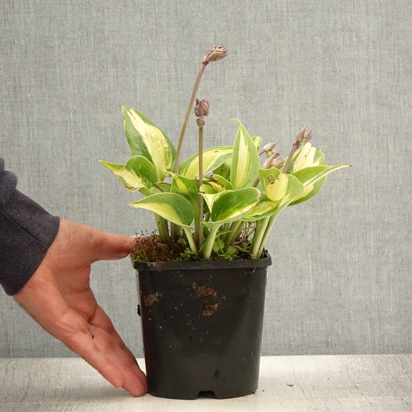 Ejemplar de Hosta Touch Of Class Maceta 1,5L/2L entregado en verano