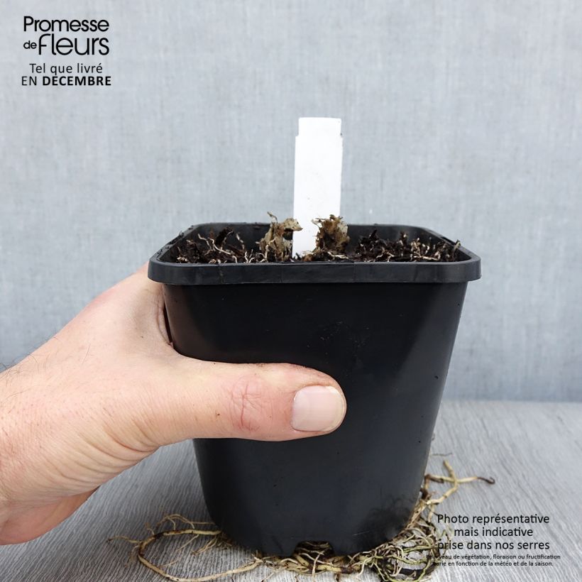 Hosta UFO Maceta 1,5L/2L Ejemplar entregado en invierno