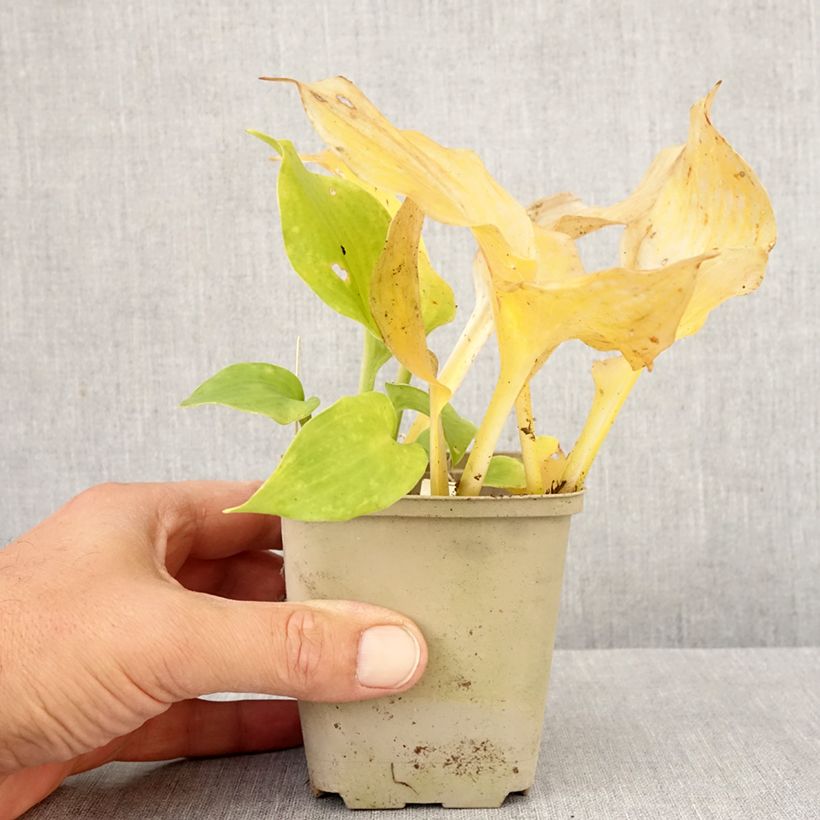 Ejemplar de Hosta undulata Erromena Maceta de 8/9 cm entregado en otoño
