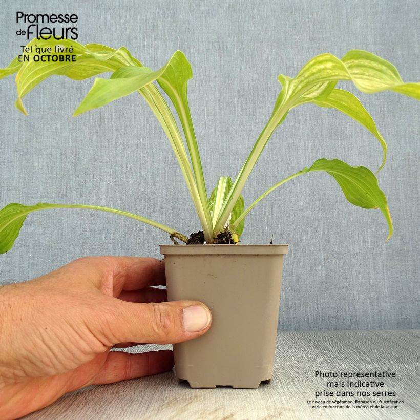 Ejemplar de Hosta undulata Mediovariegata Maceta de 8/9 cm entregado en otoño