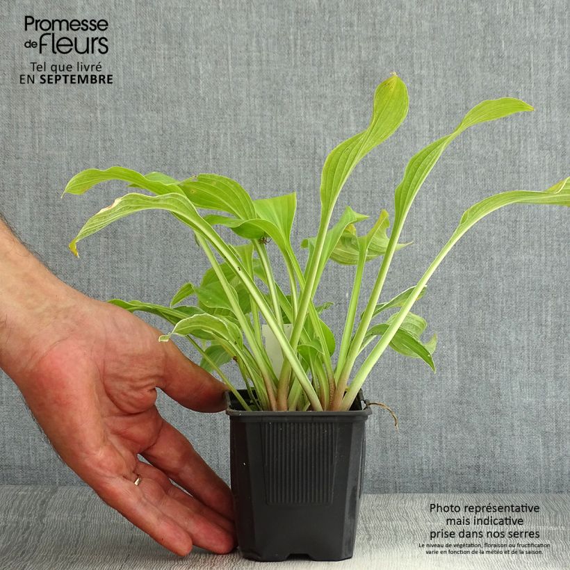 Ejemplar de Hosta undulata var albomarginata Godet de 8/9 cm entregado en verano