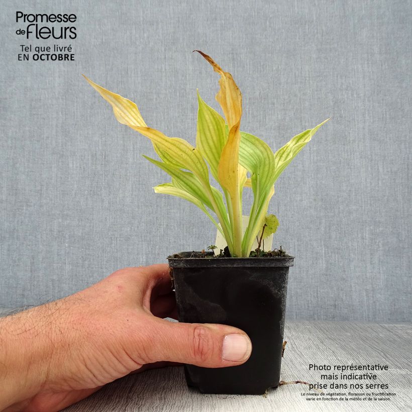 Ejemplar de Hosta ventricosa Maceta de 8/9 cm entregado en otoño