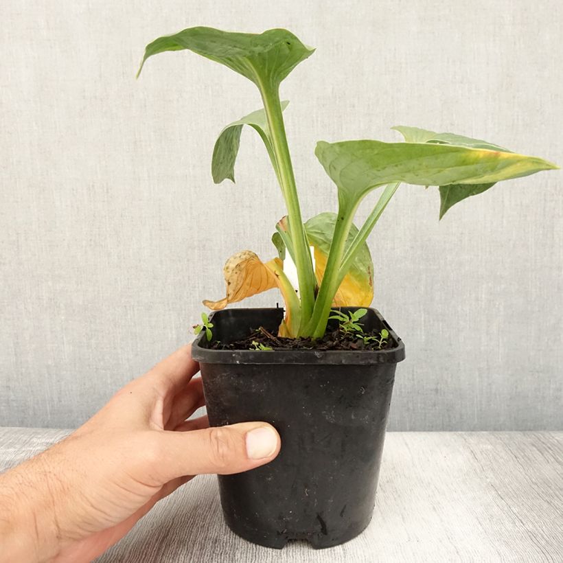 Ejemplar de Hosta Victor Maceta 1,5L/2L entregado en verano