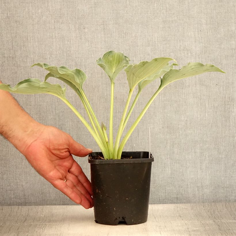 Ejemplar de Hosta Waterslide Maceta 1,5L/2L entregado en verano