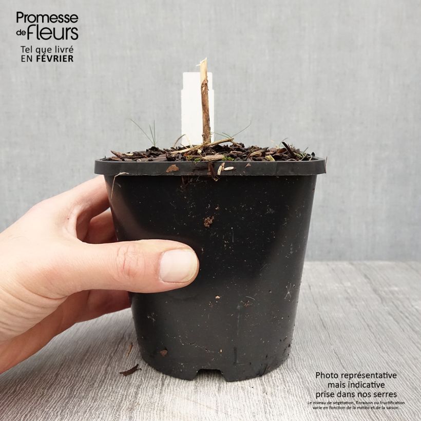 Hosta Waterslide Maceta 1,5L/2L Ejemplar entregado en invierno