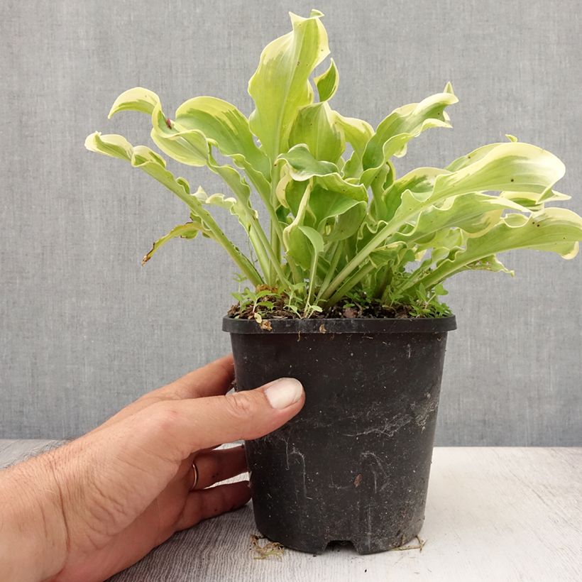 Ejemplar de Hosta Wheee! Maceta 1,5L/2L entregado en verano