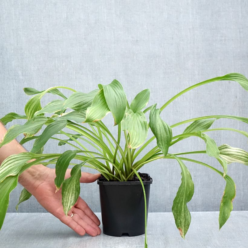 Ejemplar de Hosta White Feather Maceta 1,5L/2L entregado en otoño