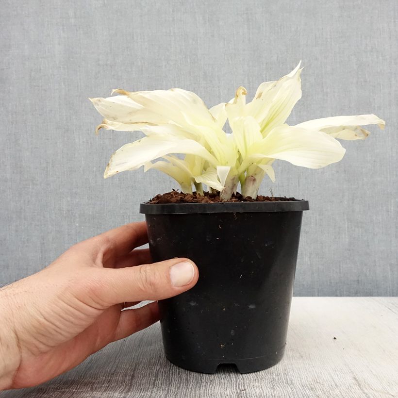 Hosta White Feather Maceta 1,5L/2L Ejemplar entregado en la primavera