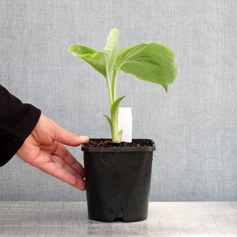 Hosta Wu-La-La Maceta 1,5L/2L Ejemplar entregado en la primavera