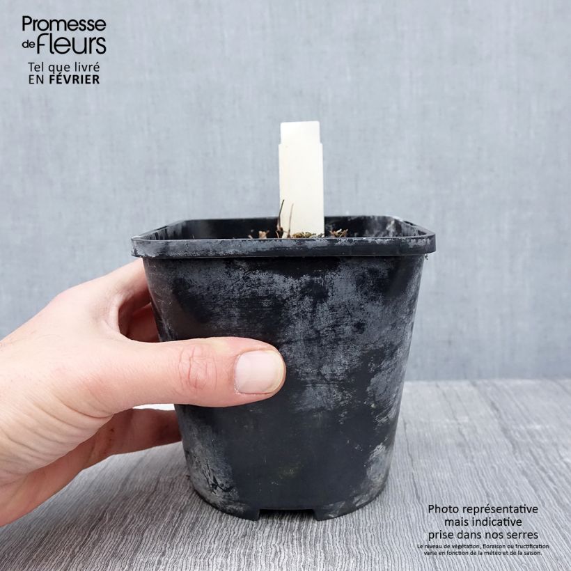 Hosta Yellow Polka Dot Bikini Maceta 1,5L/2L Ejemplar entregado en invierno