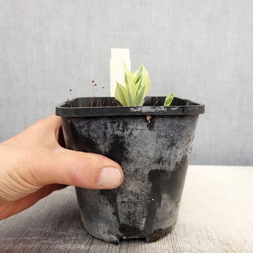 Hosta Yellow Polka Dot Bikini Maceta 1,5L/2L Ejemplar entregado en la primavera