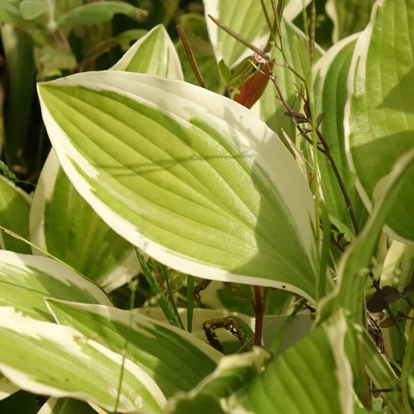 Hosta yellow splash rim (Follaje)