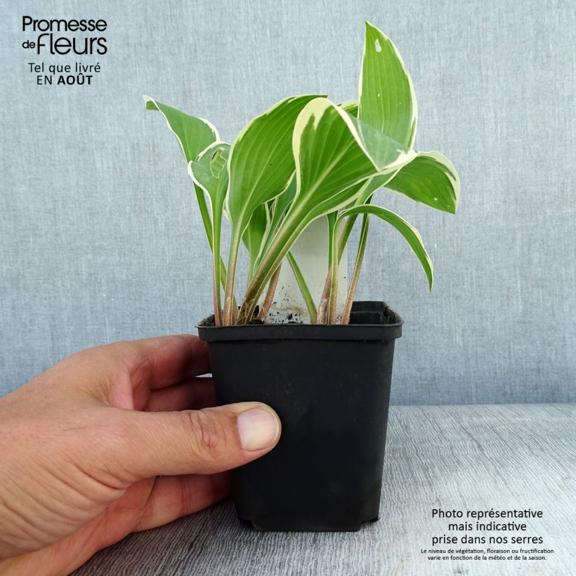Ejemplar de Hosta yellow splash rim Maceta de 8/9 cm entregado en verano