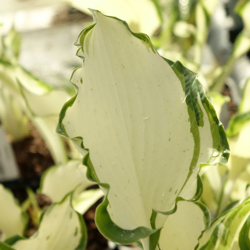 Hosta Zeus (Follaje)