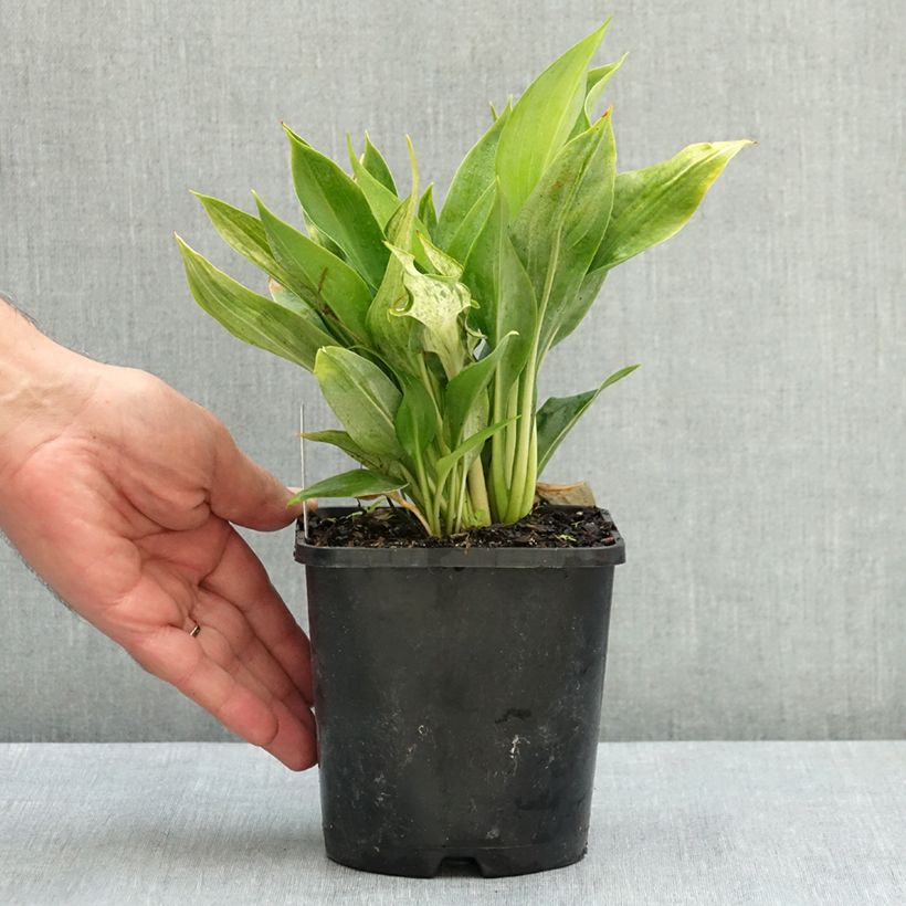 Ejemplar de Hosta Zeus Pot de 1,5L/2L entregado en verano
