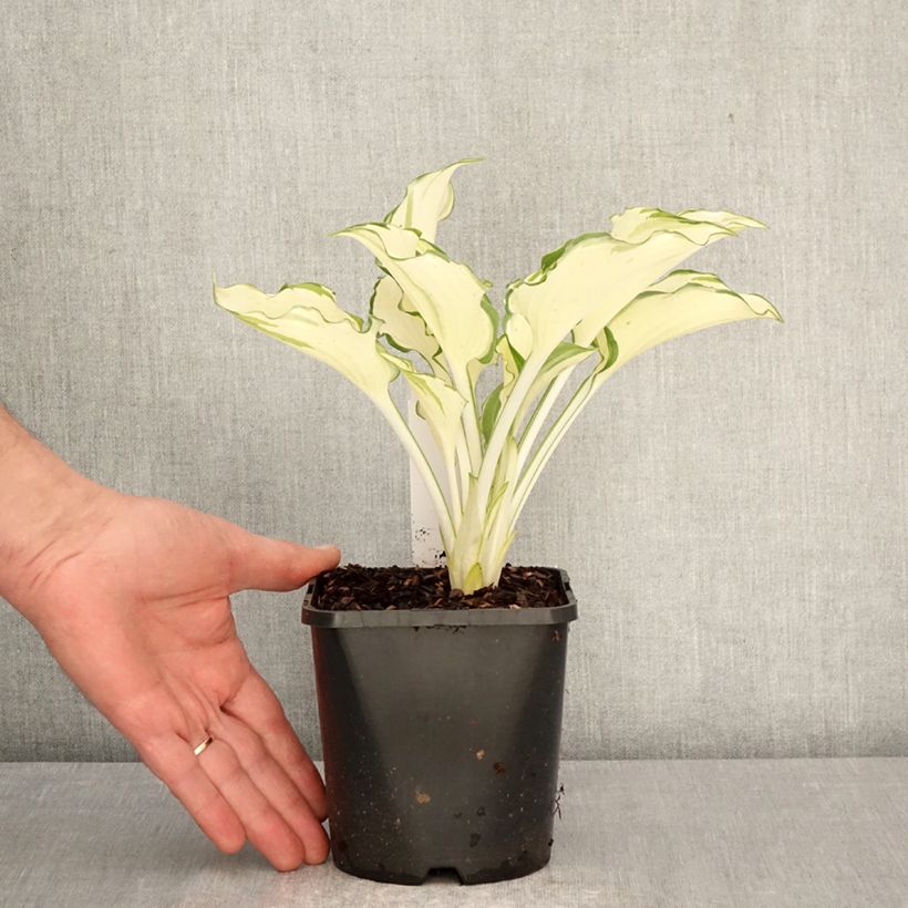 Hosta Zeus Maceta 1,5L/2L Ejemplar entregado en la primavera