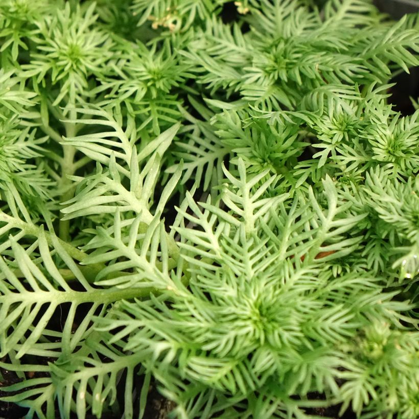 Hottonia palustris (Follaje)