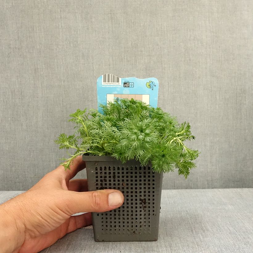 Hottonia palustris Maceta 1L/1,5L Ejemplar entregado en la primavera