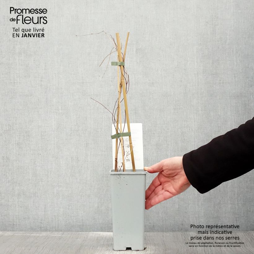 Lúpulo Hallertauer Tradition - Humulus lupulus Maceta 1,5L/2L Ejemplar entregado en invierno