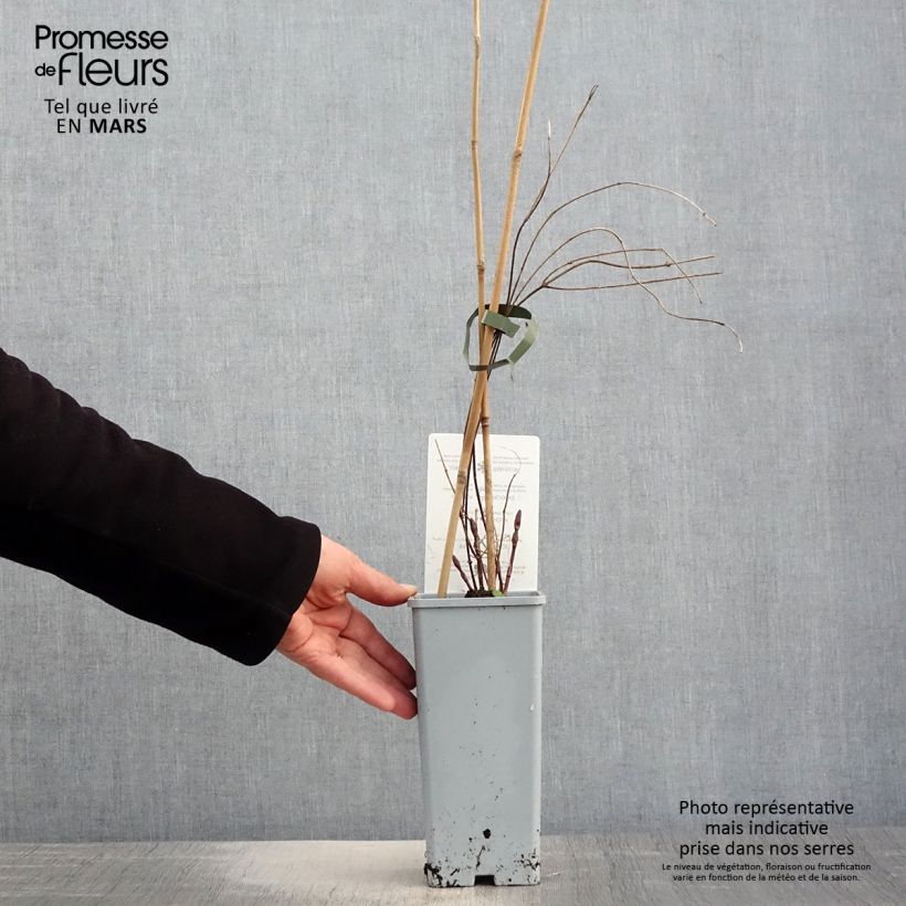 Lúpulo Hallertauer Tradition - Humulus lupulus Maceta 1,5L/2L Ejemplar entregado en la primavera