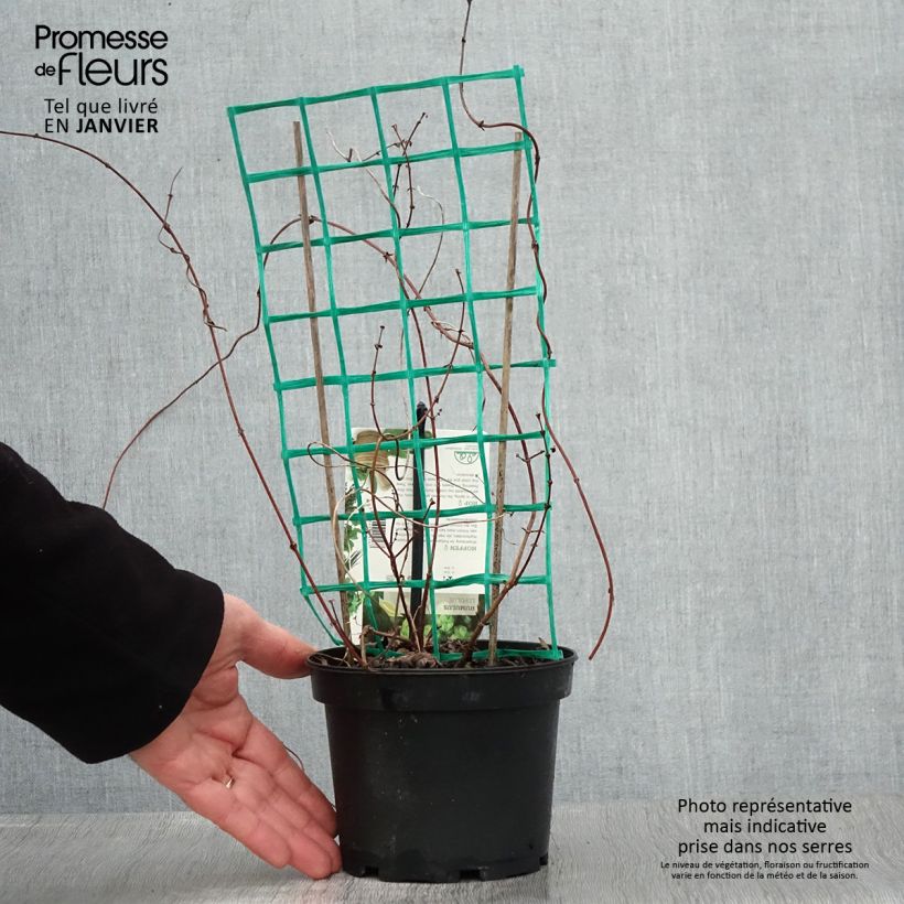 Lúpulo Hersbrucker - Humulus lupulus Maceta 1,5L/2L Ejemplar entregado en invierno