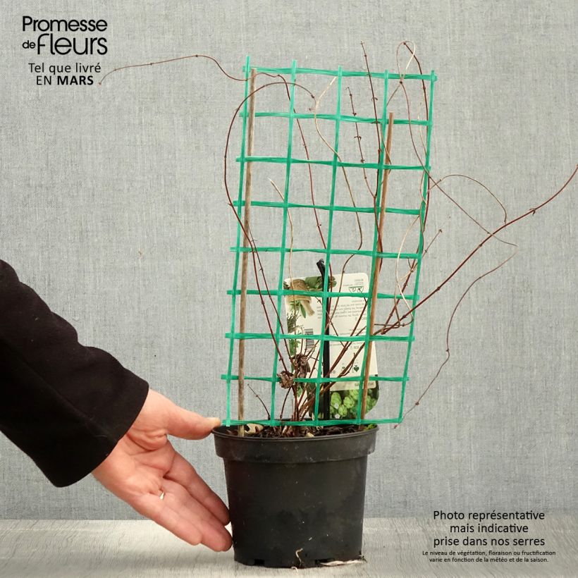 Lúpulo Hersbrucker - Humulus lupulus Maceta 1,5L/2L Ejemplar entregado en la primavera