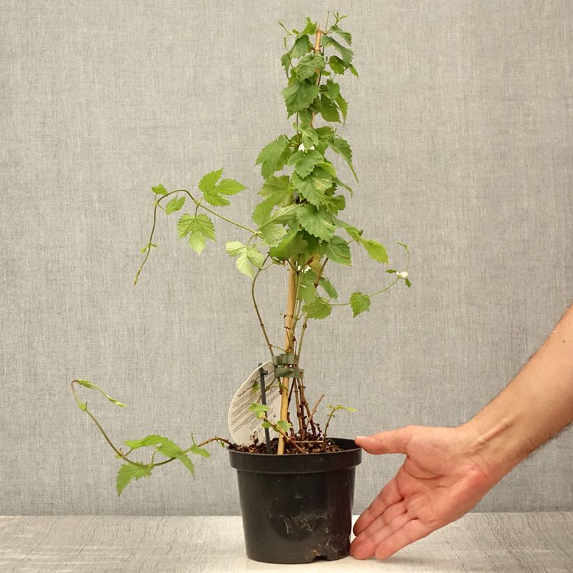 Ejemplar de Lúpulo Prima Donna - Humulus lupulus Maceta 1,5L/2L entregado en verano